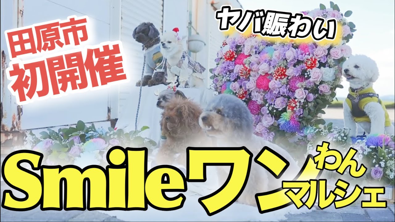 【超ヤバ】初開催⁈わんこ天国⁈想像超え潜入レポートw【Smileワンわんマルシェ田原市】