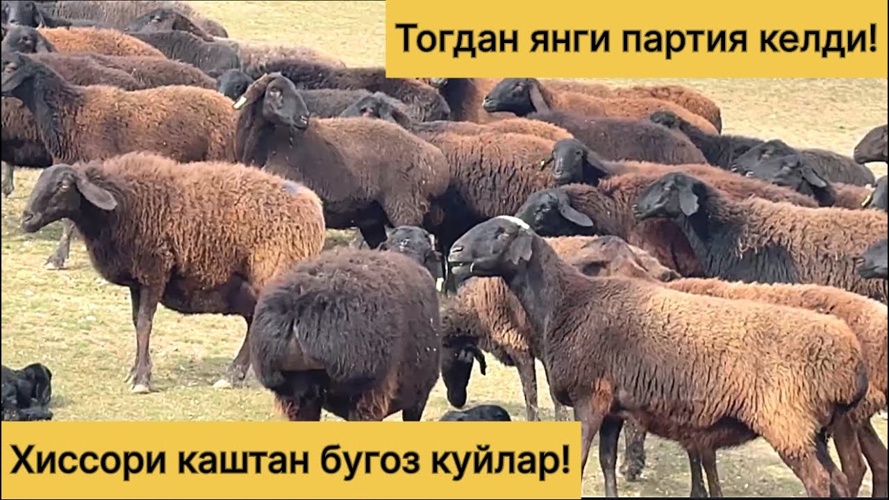 Хиссори каштан бугоз куйлар! 990489595☎️ 949371248☎️ 952221248☎️