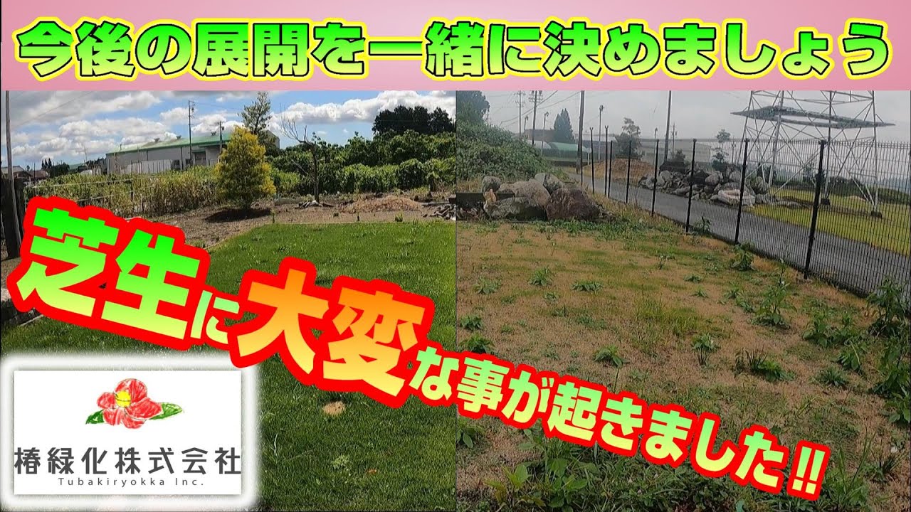 【芝のトラブル】と今年の作業まとめ！芝生検証地の使用方法を皆さんの意見を聞かしてください！