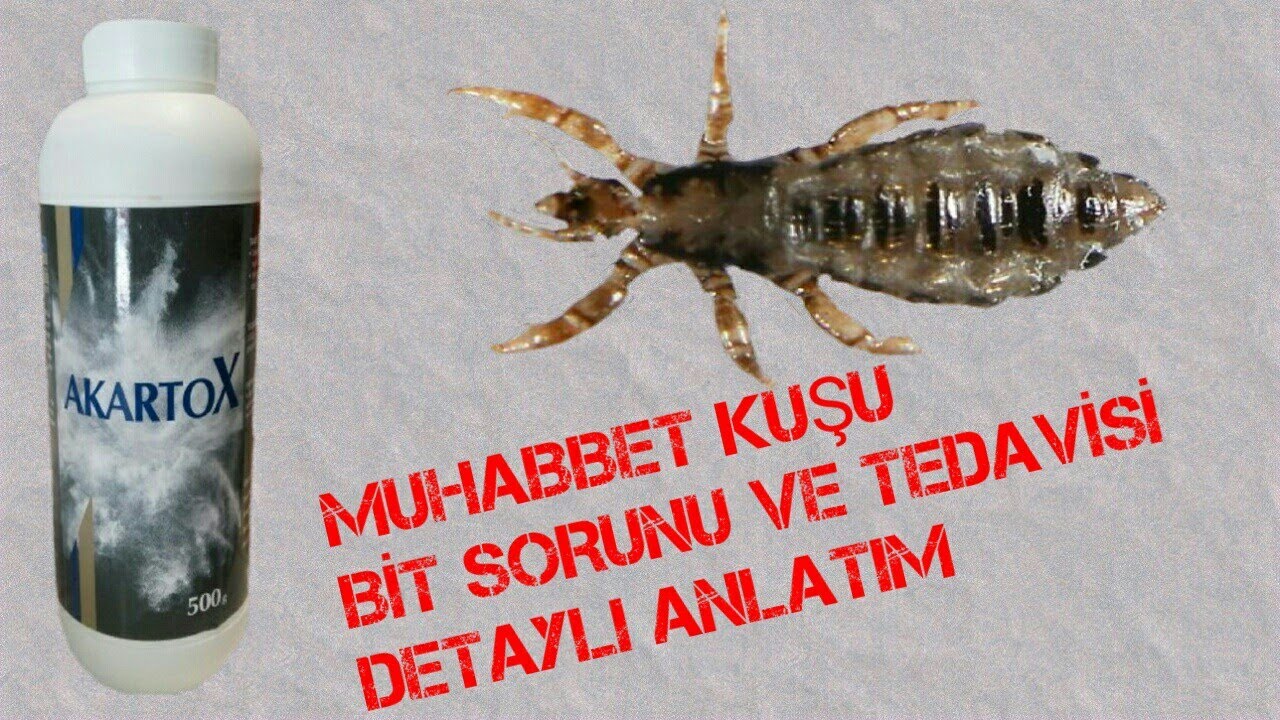 MUHABBET KUŞU  BİT TOZU UYGULAMASI YUVALIK VE KAFES İÇİ