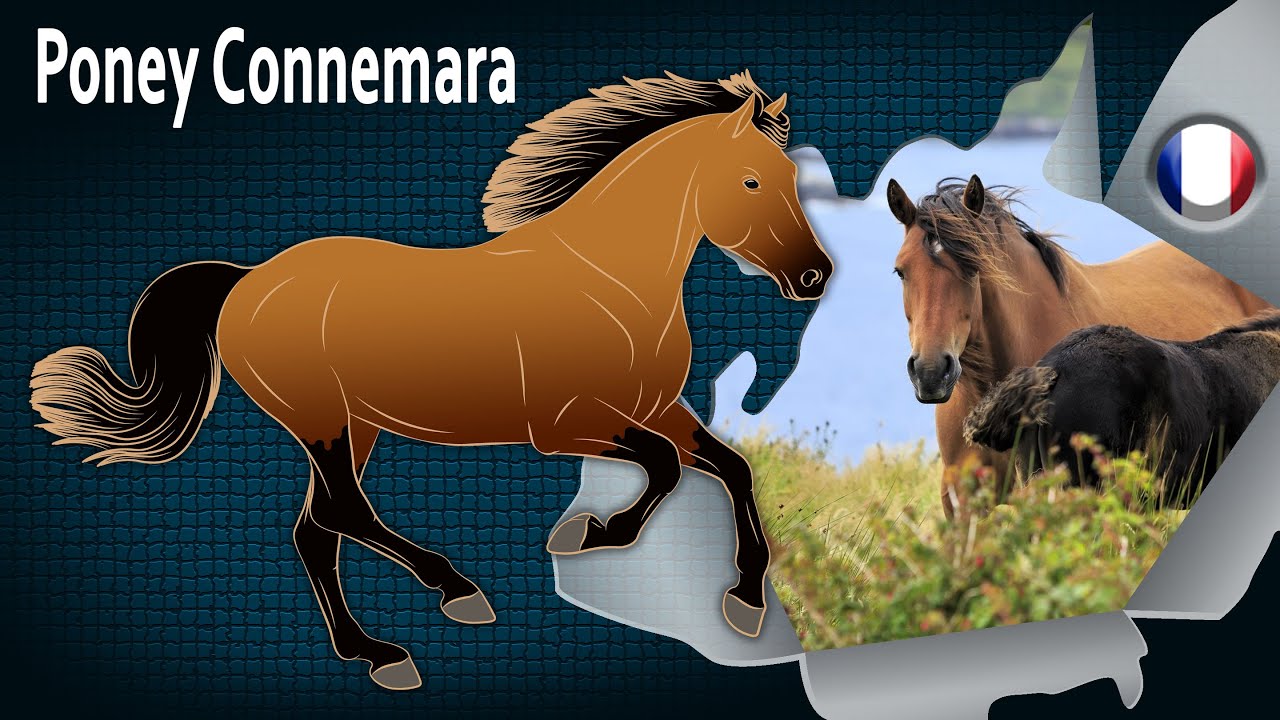 Poney Connemara, Un petit cheval id&eacute;al, autant pour le loisir que pour le sport, Races de chevaux