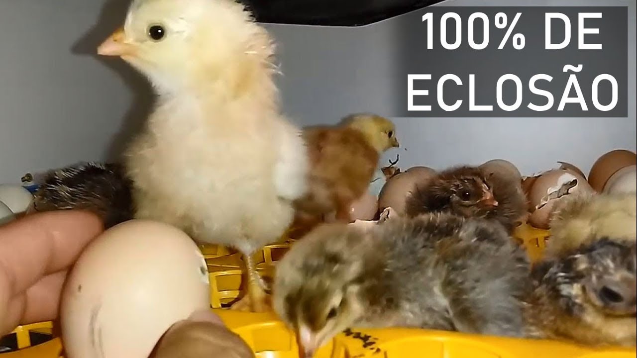 5 SUPER DICAS PARA TER 100% DE ECLOSÃO NA INCUBAÇÃO DE OVOS