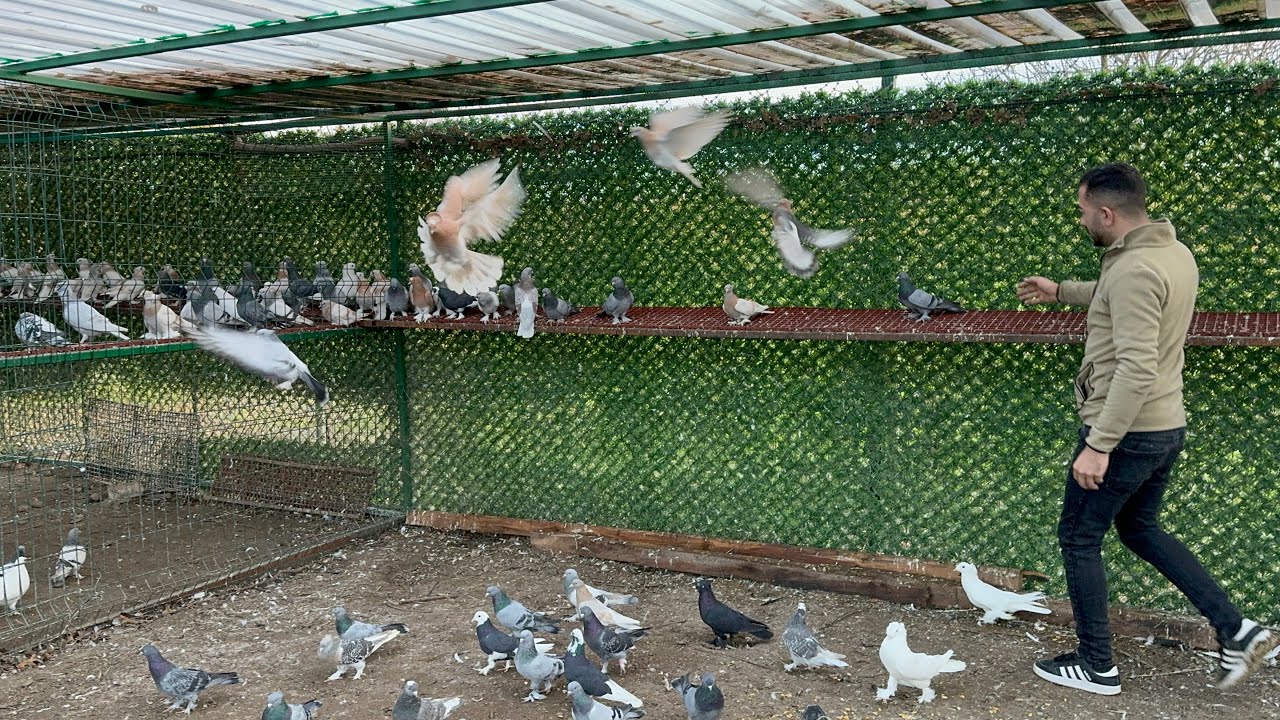 FENA HIZLI  GÜVERCİNLER GELDİ