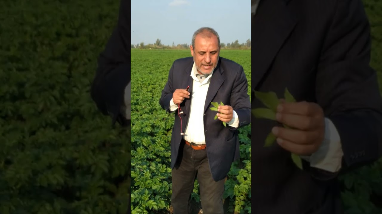 البطاطس وأضرار الصقيع  والنجاه  منها