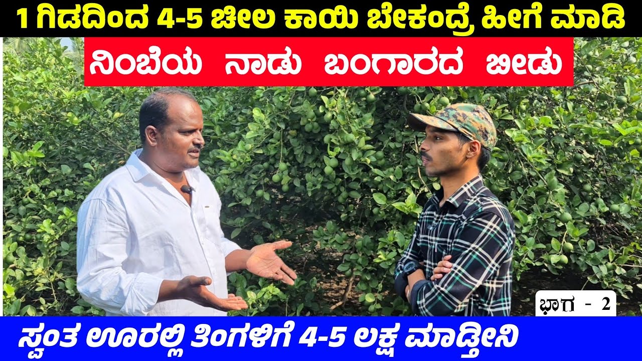 PSI ಆಗುವ ಆಸೆ ಇತ್ತು ಆದರೆ ಹೆಮ್ಮೆಯ ರೈತ ಆದೆ | ಕಾಗ್ಜಿ ನಿಂಬೆ | Kagji Lemon farming | @Pradeephvk_kannadiga
