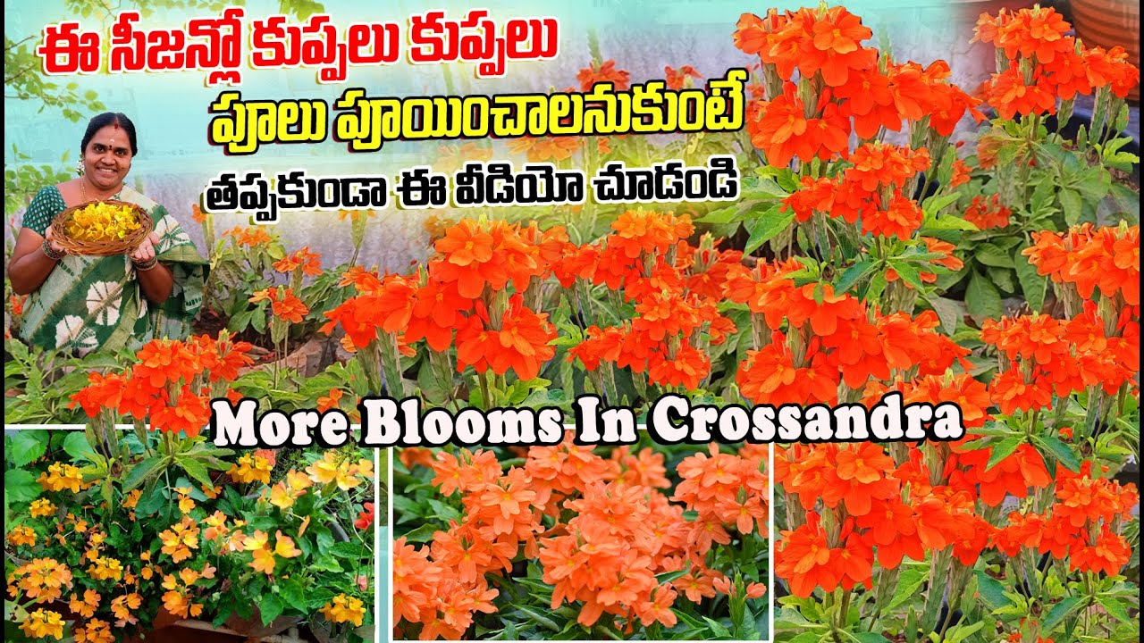 కనకాంబరాలు ఈ సీజన్లో ఇలా ఎక్కువ పూలు పూయాలంటే ఇలా చేయండి | Tips For More Blooms | ACH Gardenig Vlogs