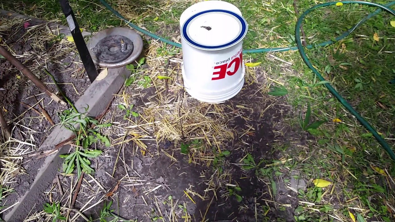 Daily5min Outdoor Weed-Log 9/9