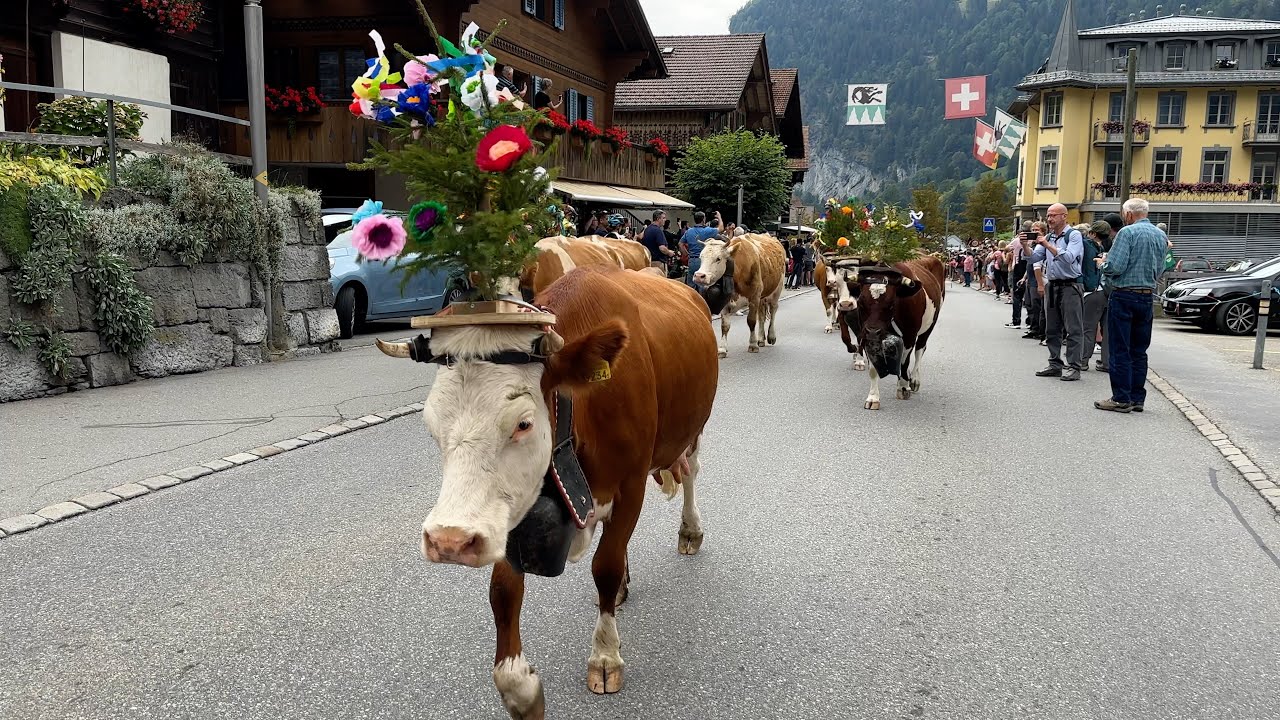 Lauterbrunnen cow parade Alpabzug