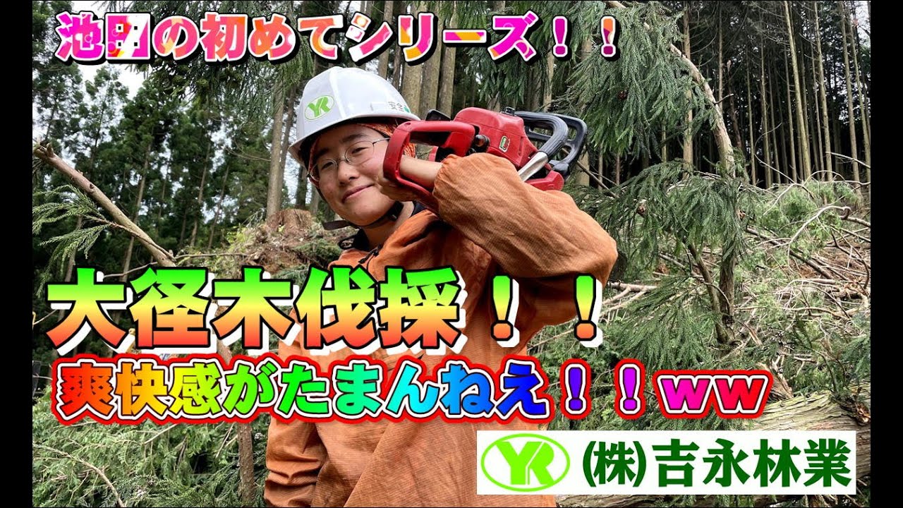 【音注意】池田初めてシリーズ！伐採編！！　　　　　＃株式会社吉永林業＃山師＃諸塚村＃宮崎県＃伐採＃林業女子＃女性林業作業員＃伐倒＃爽快＃たまんねえ＃スカッと