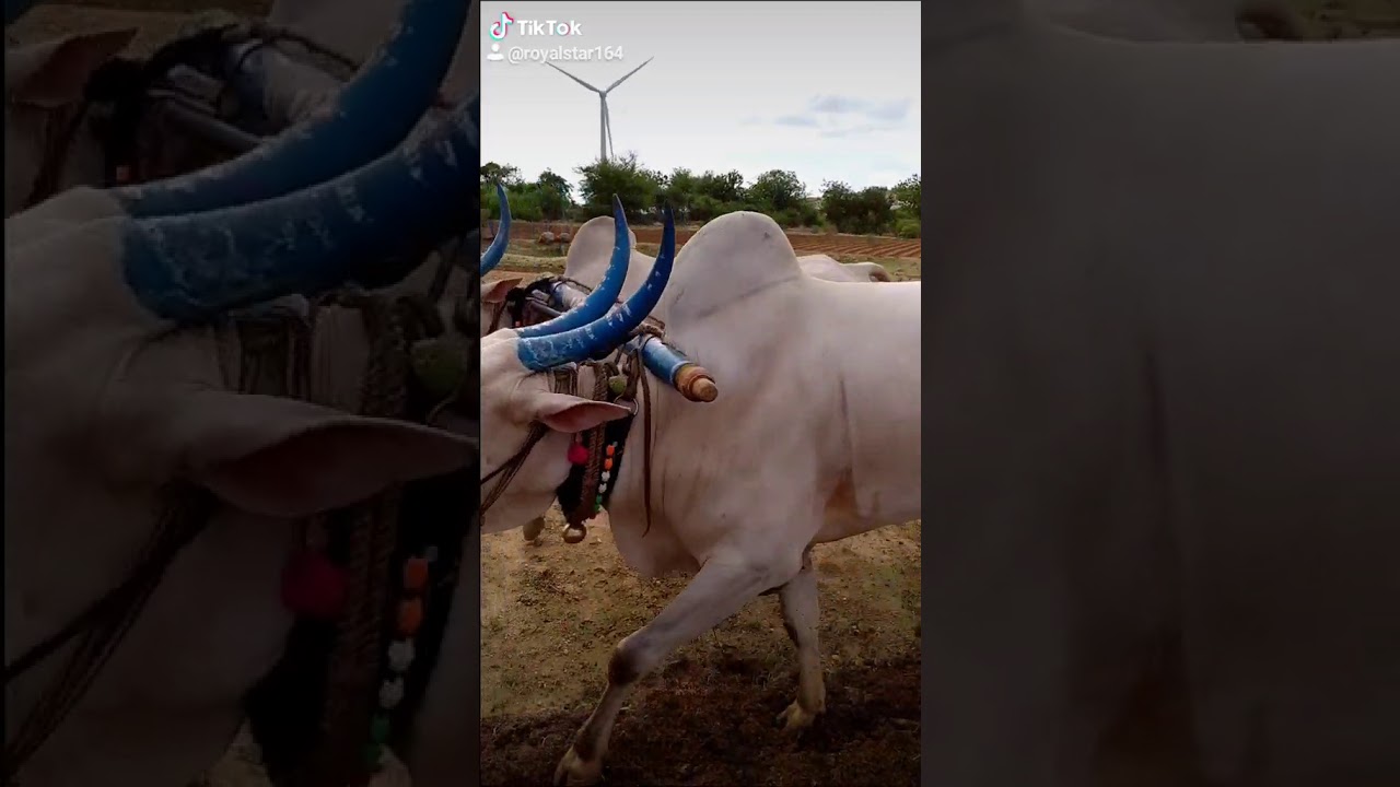 khillari bulls palledoddi 31/12/2020