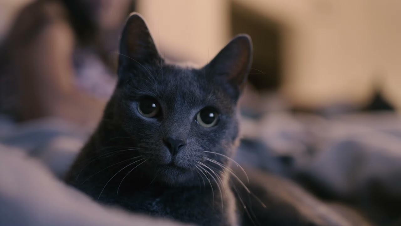 Nikon ZR Low Light first test footage.