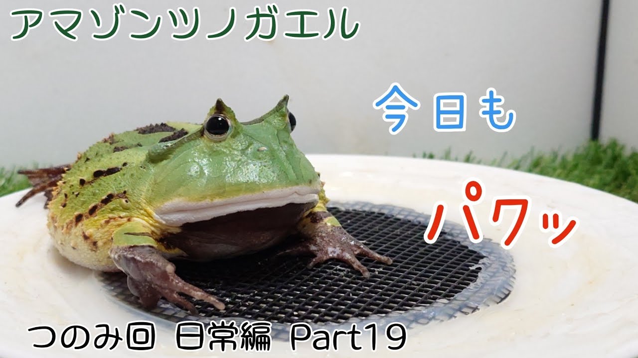 アマゾンツノガエルのつのみ　今日もパクッ　日常編　Part19