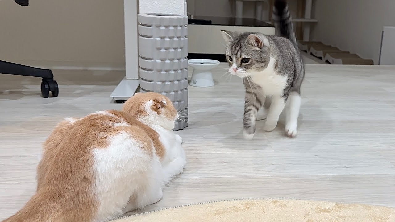 夜中に弟と遊びたくて誘ってみたらまさかの反応が返ってきて兄猫がこうなっちゃいました&hellip;
