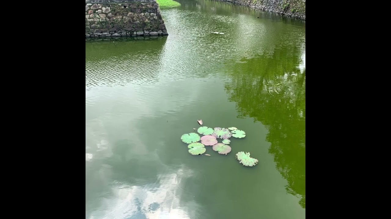 ĐÊM TÀN BẾN NGỰ ( nhạc Dương Thiệu Tước ) . Tiếng hạuycầm minhdpham