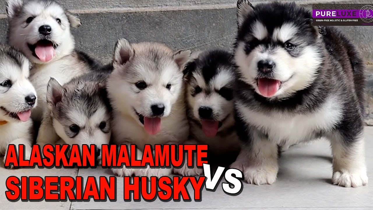 ANJING ALASKAN MALAMUTE VS SIBERIAN HUSKY