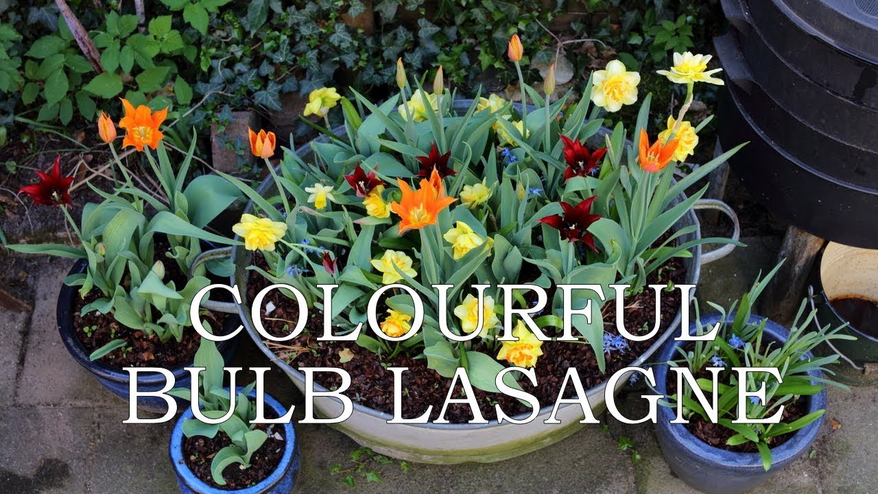 Colourful Bulb Lasagne