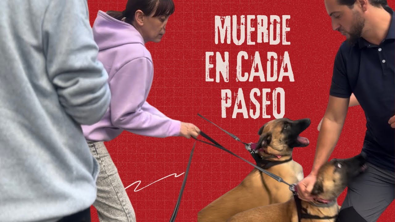 ¡Malinois Reactiva Mordía en TODOS los Paseos! (De Mordidas a Paseos Perfectos) 🔥🐕‍🦺