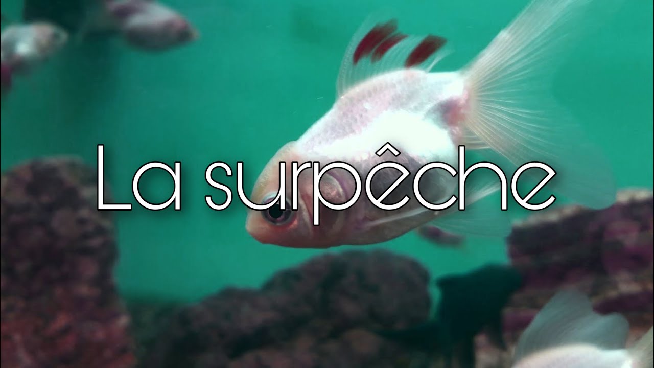 La surp&ecirc;che