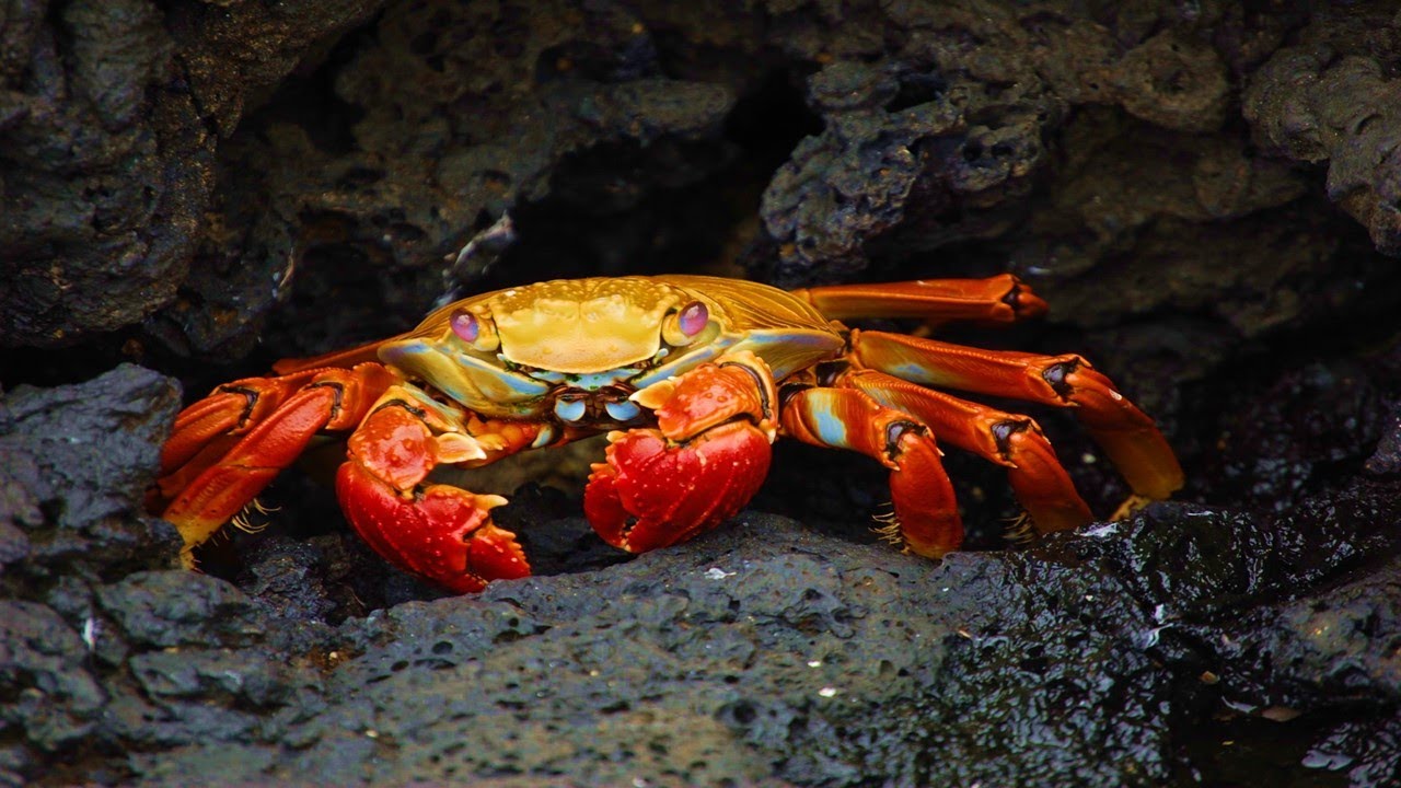 Uncovering These 17 Incredible Health Benefits of Eating Crab Meat!