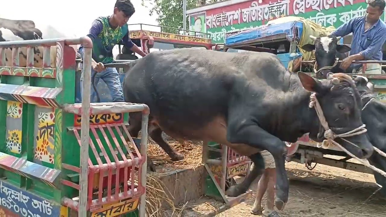 হাট কাঁপানো বিশাল আকৃতির ট্রাক ভরা গরু।