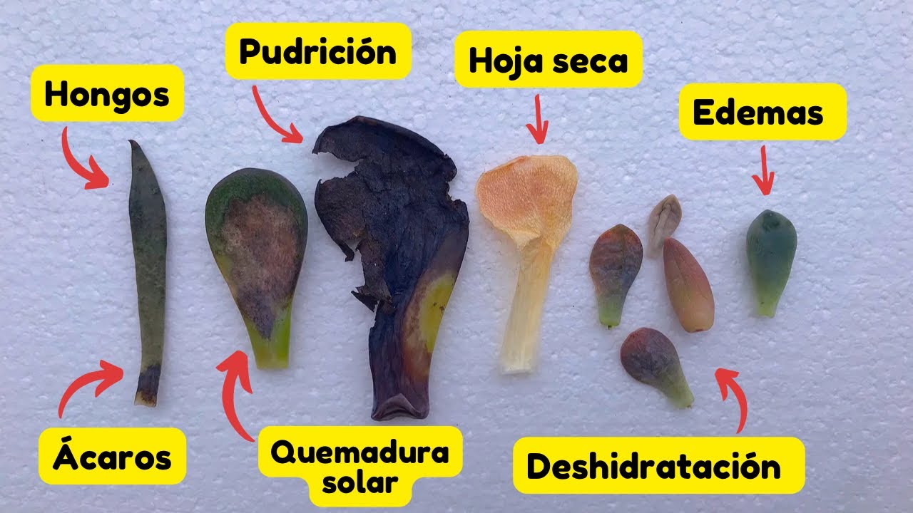 Las hojas de las suculentas | Aprende a identificar síntomas graves
