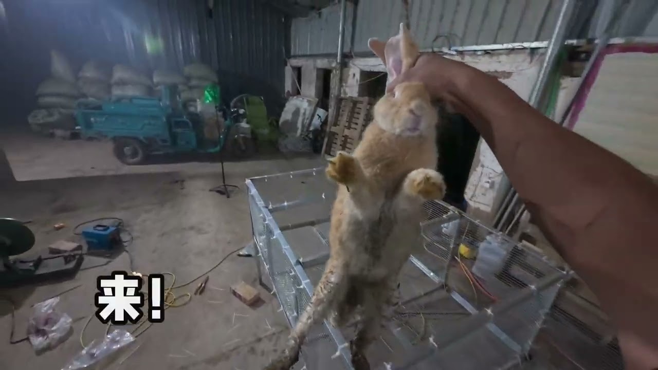 给小兔做个兔笼，避免悲剧再次发生！ #农村生活 #记录我的农村生活 #我的乡村生活 #快乐就这么简单