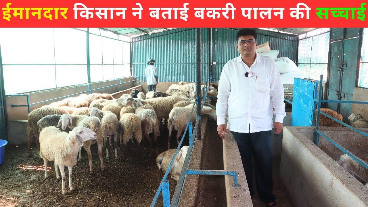 कम खर्च में बकरी पालन से ज्यादा मुनाफा