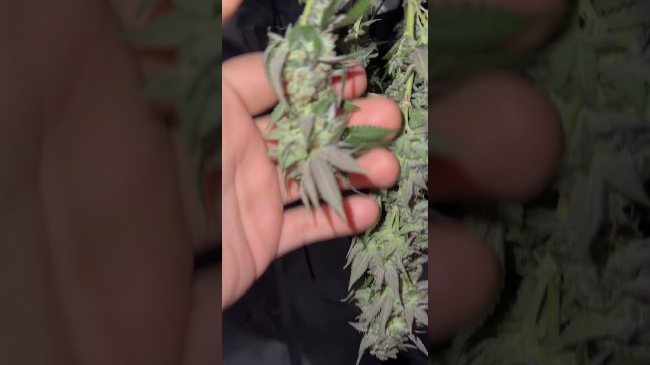 Runtz S1 from Elev8 seeds 🍬🍇🍊⛽️