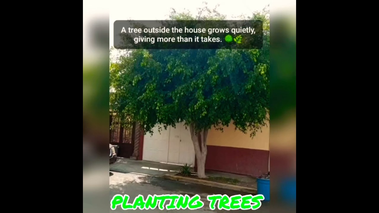 PLANTING TREES 