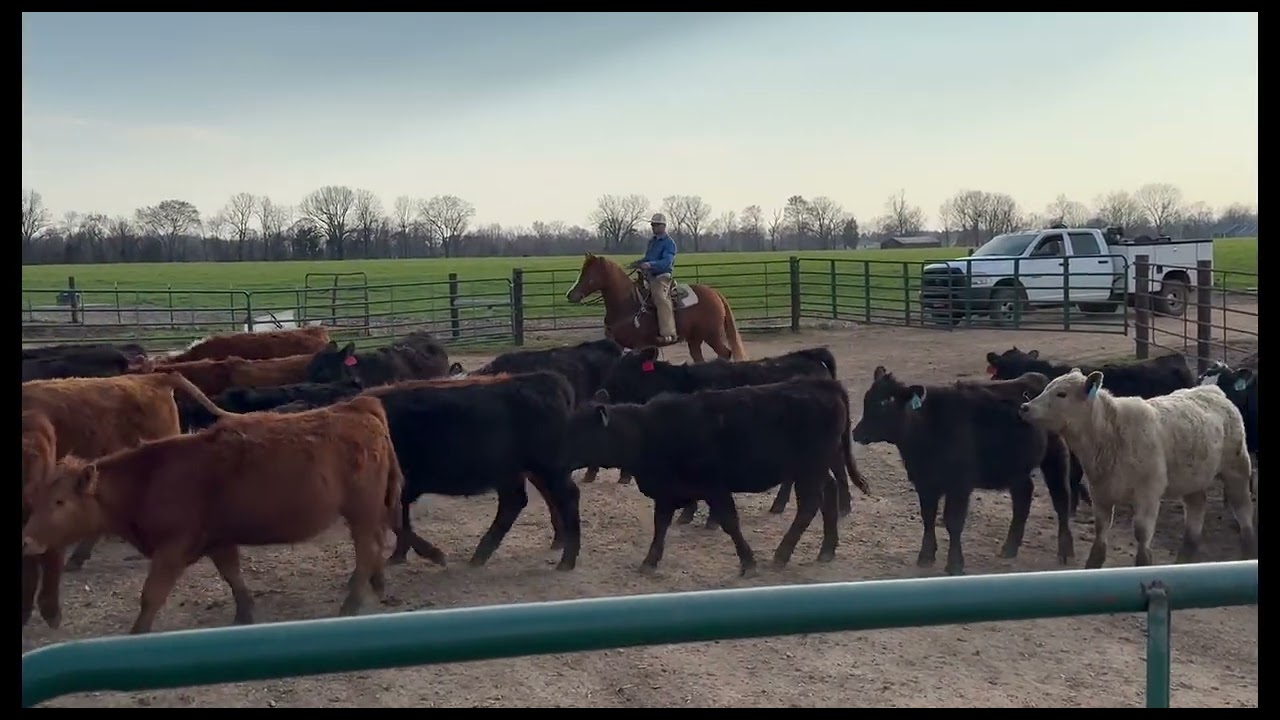 Tinkers Diamond Gun- cow work