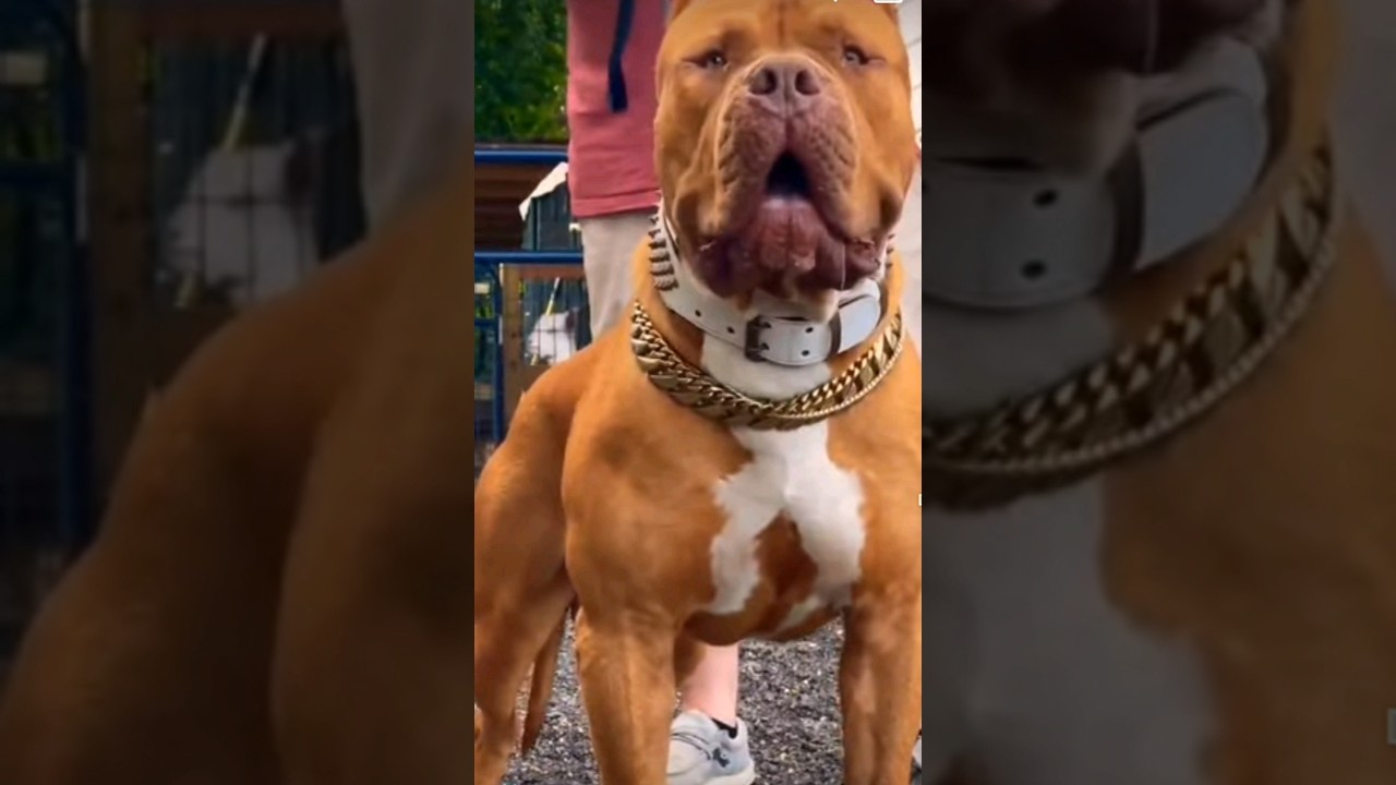 Pitbull Status