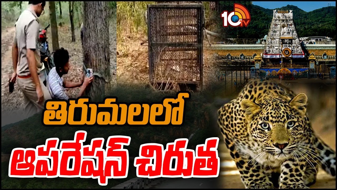 Operation Cheetah in Tirumala | తిరుమలలో ఆపరేషన్ చిరుత | Lakshitha Incident | 10TV News