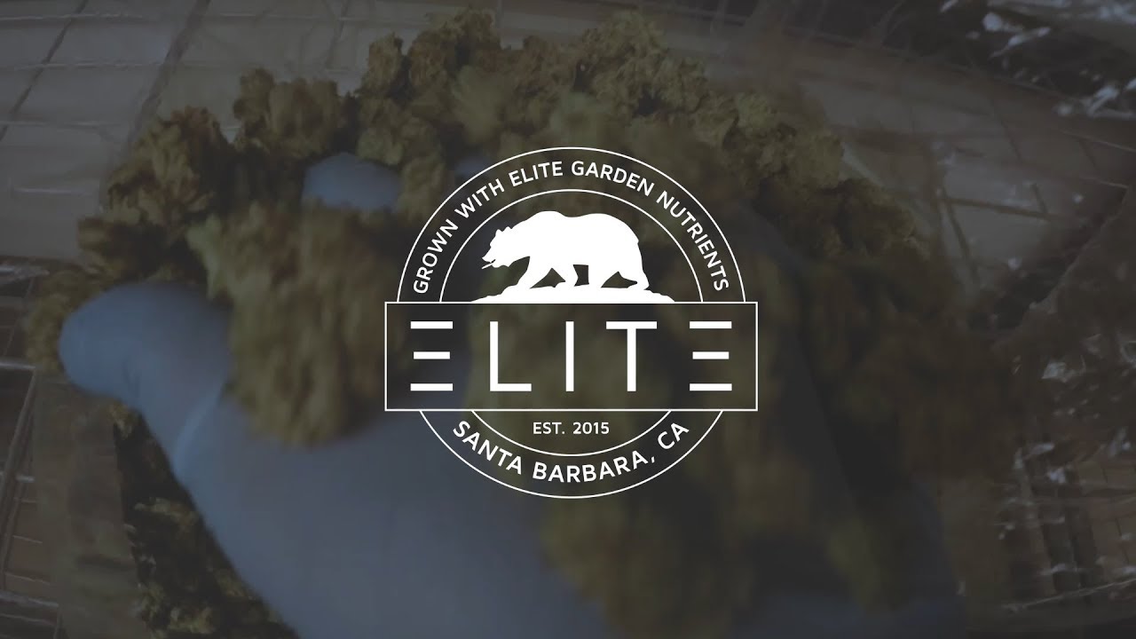 Grown With Elite | Clones to Buds