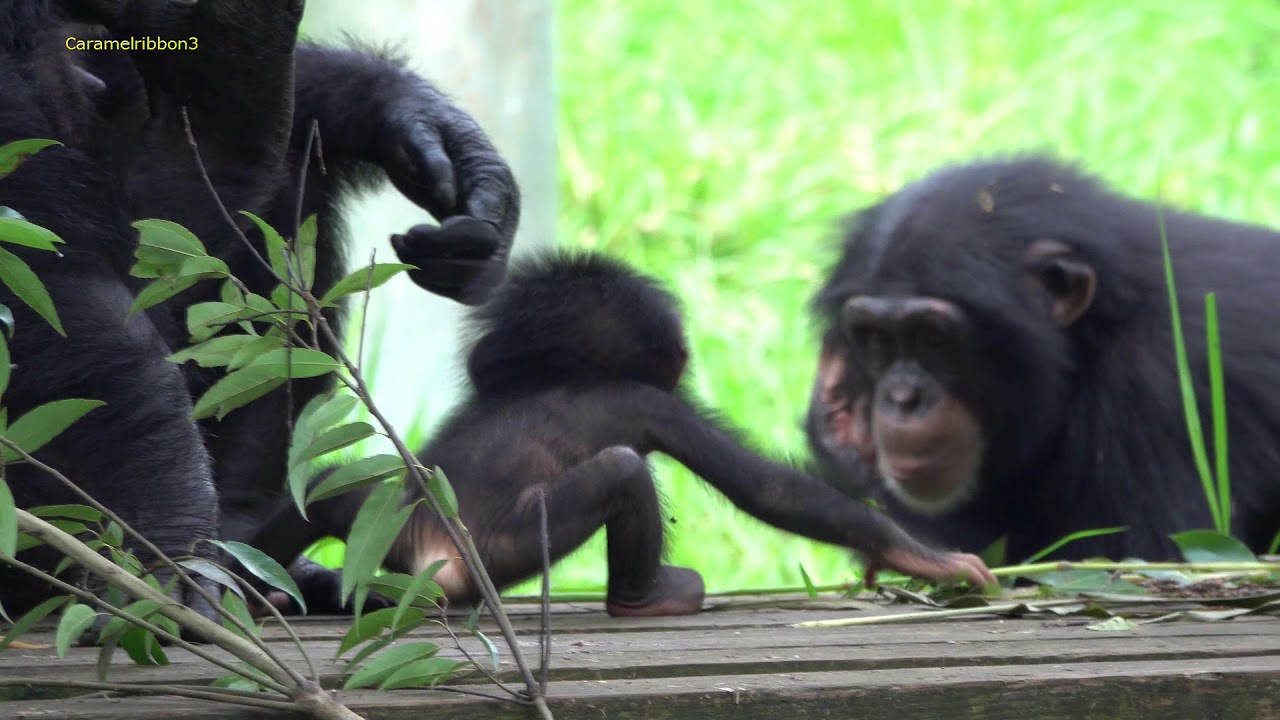 Aug 2019 Tama zoo chimps #17