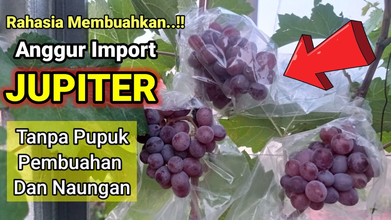 Rahasia Membuahkan Anggur Jupiter Tanpa Pupuk Pembuahan Dan Tanpa Naungan
