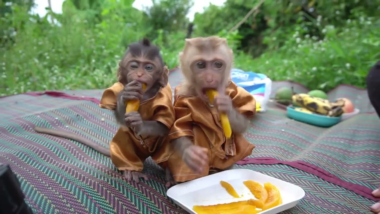Very interesting eating activities of Leo and Loe monkeys at outdoor
