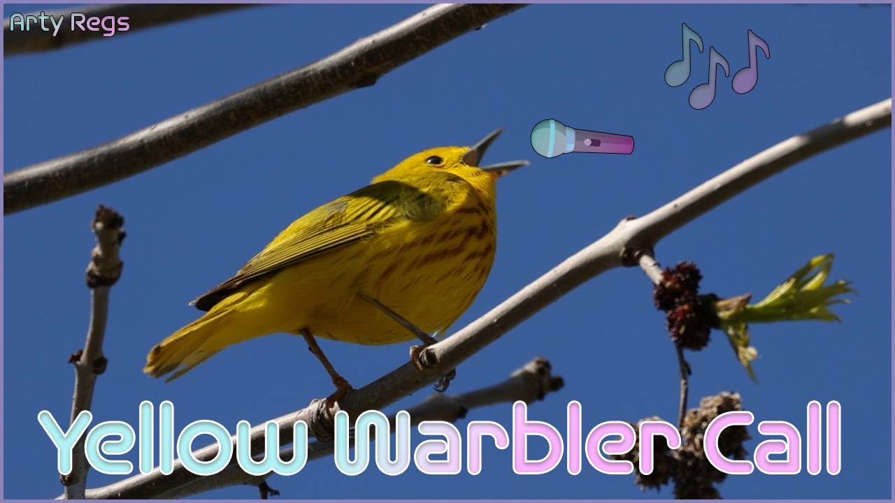 Yellow Warbler Call