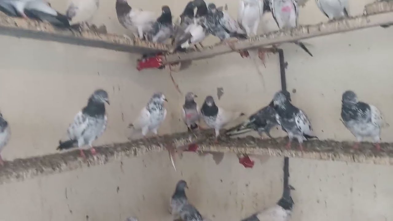ماشاءاللہ پکڑ پکڑ کے 50 کبوتر 300پر جہلم سرایا علمگیر 03435073582