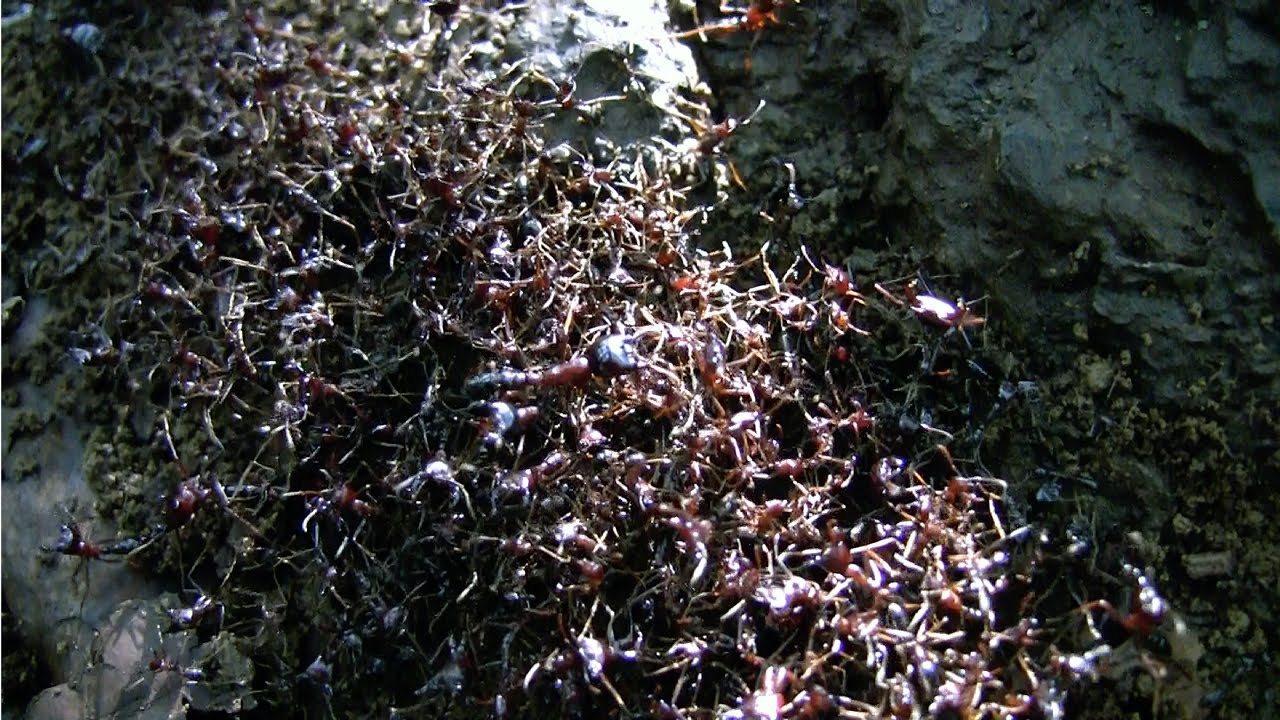 SAFARI ANTS (Dorylus) crossing the path - Kilimanjaro, Tanzania