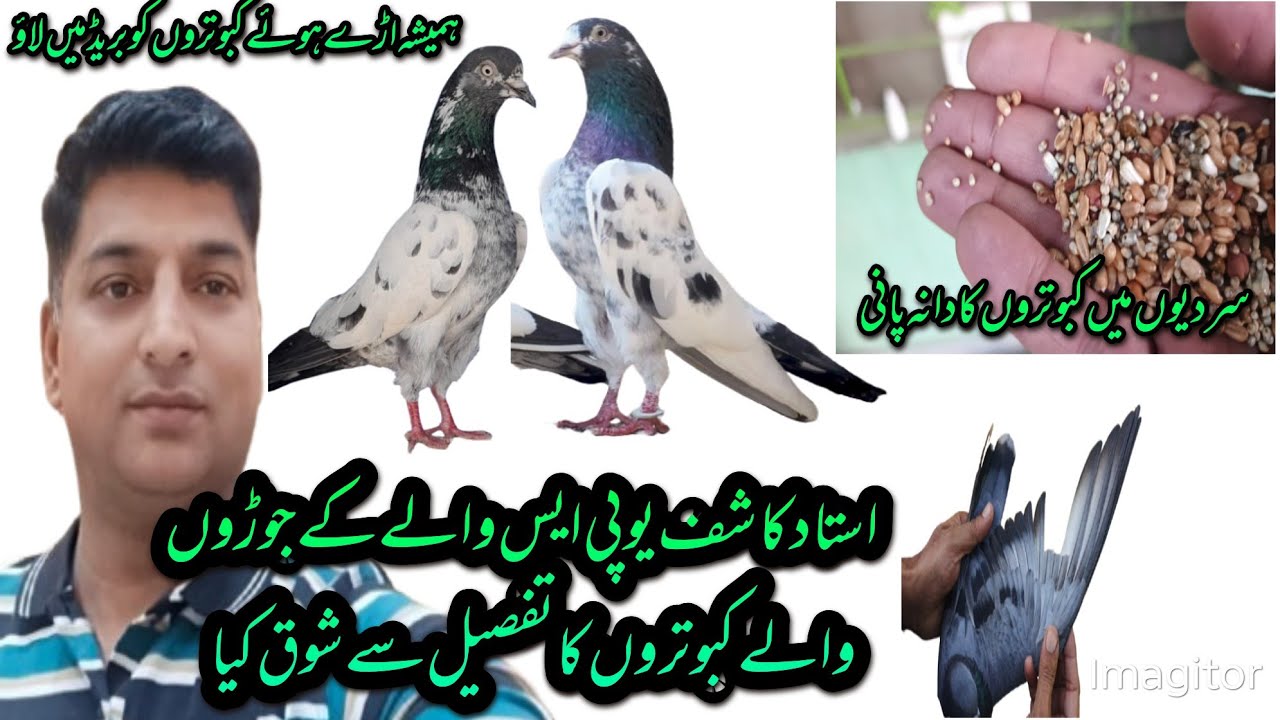 USTAD KASHIF UPS WALA KY SHAR-E-LAHORE KABOTERO KA SHOQ ||@Eikshowkkabotarbazida 