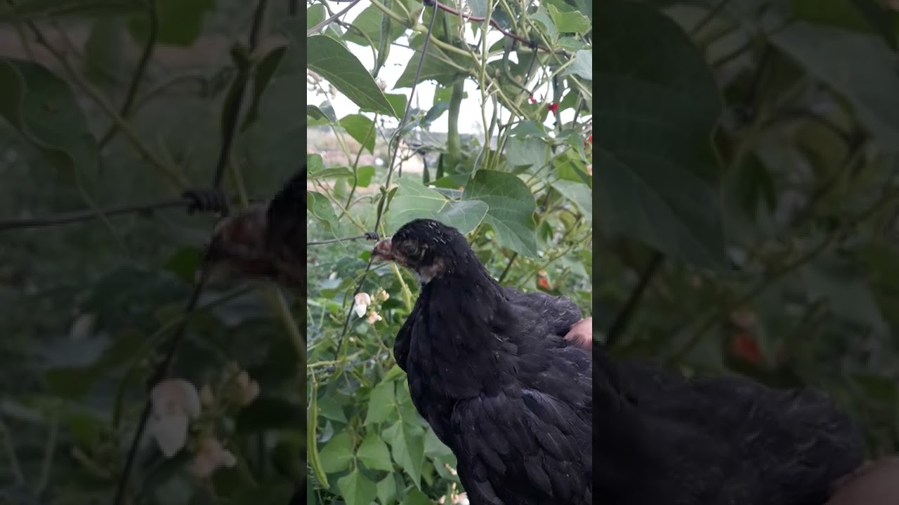 The ultimate homestead chicken! The Le Fleche chicken.  Thank you to Sand Hill Preservation Center!