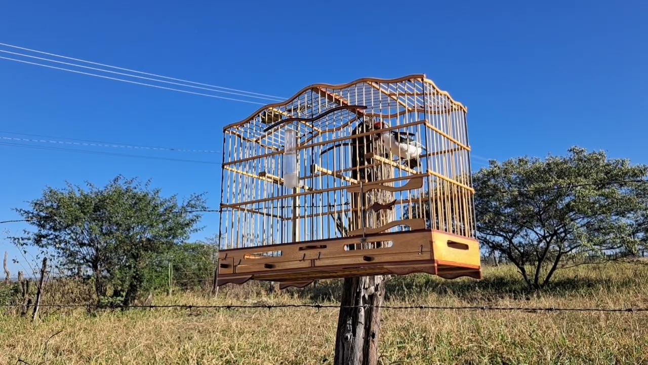 Galo sem nome na pegada 