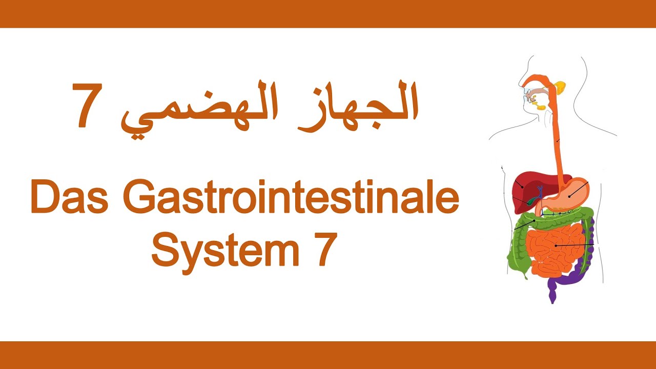 25_اللغة الألمانية الطبية - الجهاز الهضمي 7 | Medizinische Fachsprache - Gastrointestinales System 7