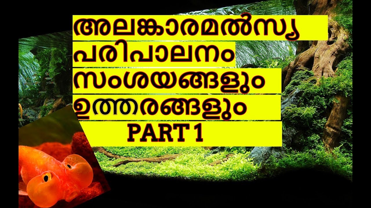 Fish Care Question and Answers part 1| Vivek Parayil | Parayil Aqua