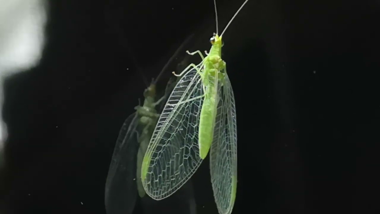 Chrysopa...insetto volante divoratore di afidi.