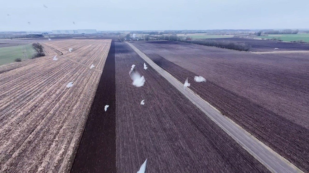 FPV Close call bird strike