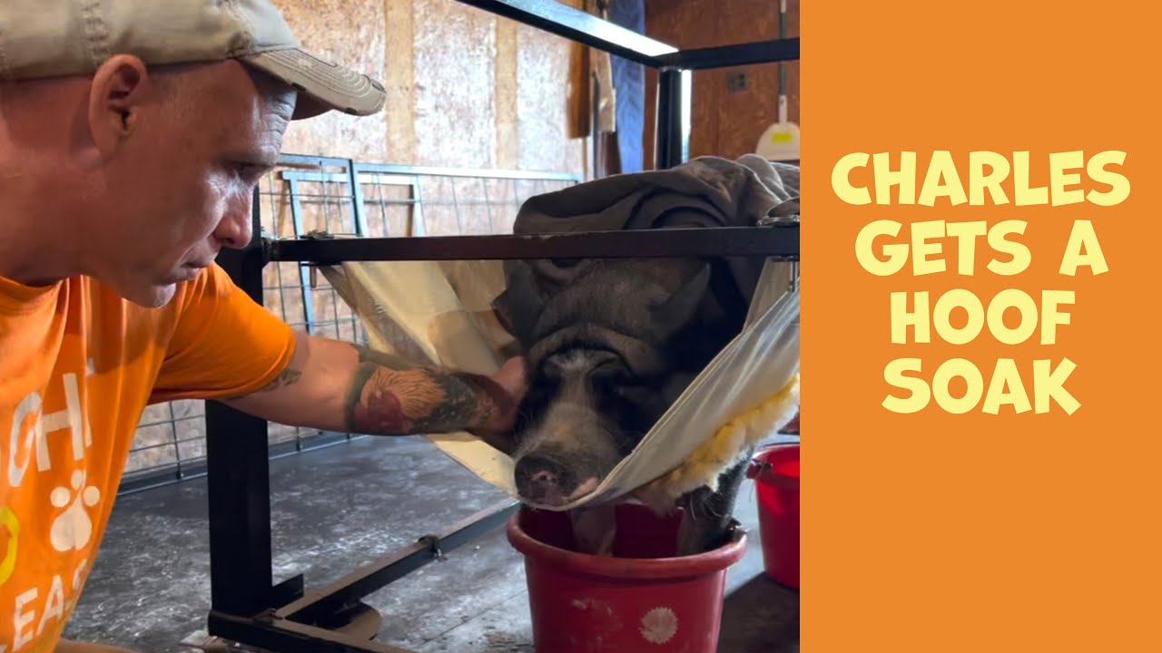 Rescue Pig Charles Gets His Hooves Treated with the New Potbelly Pig Lift