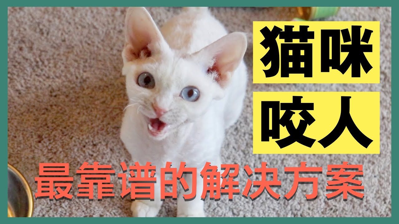 猫咪抓人咬人？教你最有效的科学解决方法