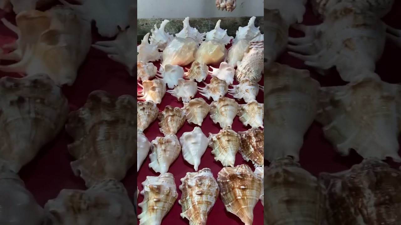 This is Why Market in goa is Going Viral | All in One Place | Street Shops In Goa | #shorts