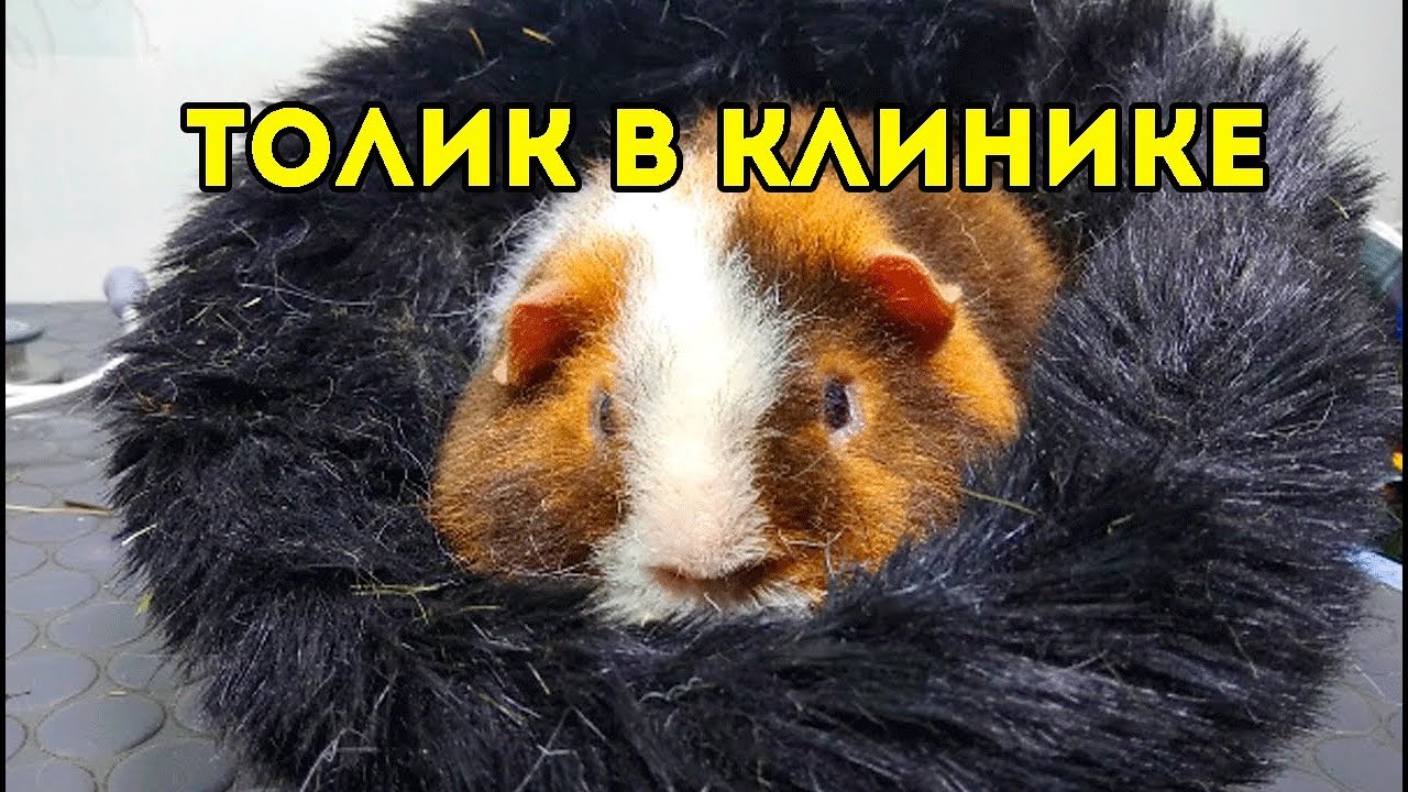 В ВЕТЕРИНАРНОЙ КЛИНИКЕ С ТОЛИКОМ 😱 МОРСКАЯ СВИНКА У ВРАЧА